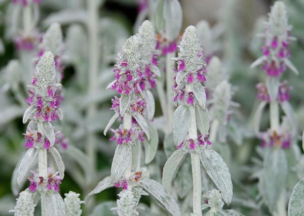 sac à main ou oreilles de lapin