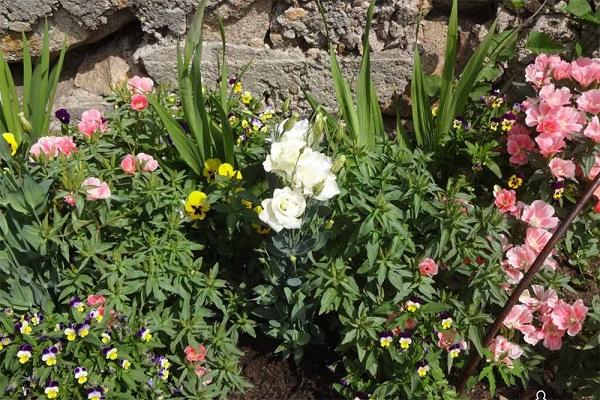 Keimung gegen die Wände