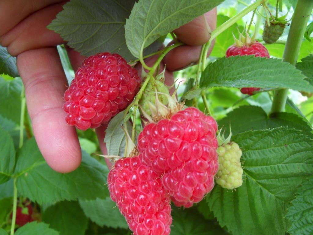 framboise Yaroslavna