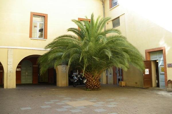 Palme im Hof