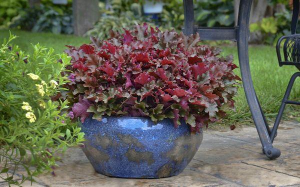 Geichera in einer Wanne