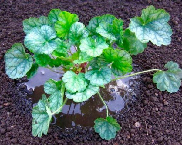 Top Dressing Gerhera