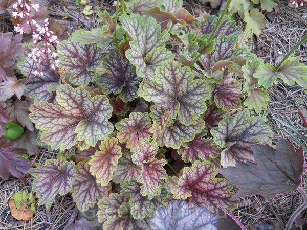 Amerikanische Geichera