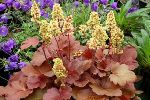 unprätentiöse Pflanze