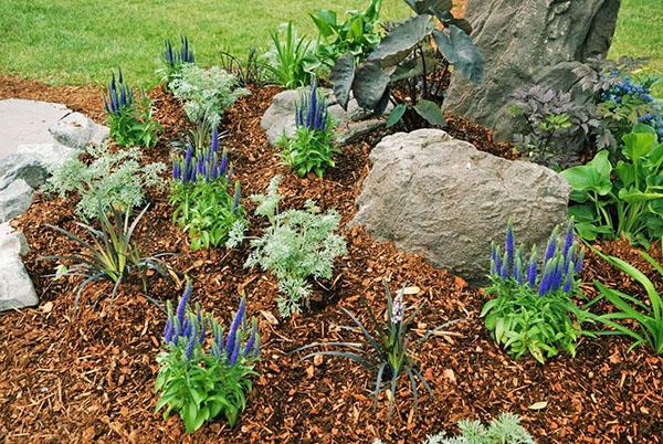 Heliotrop auf dem Land