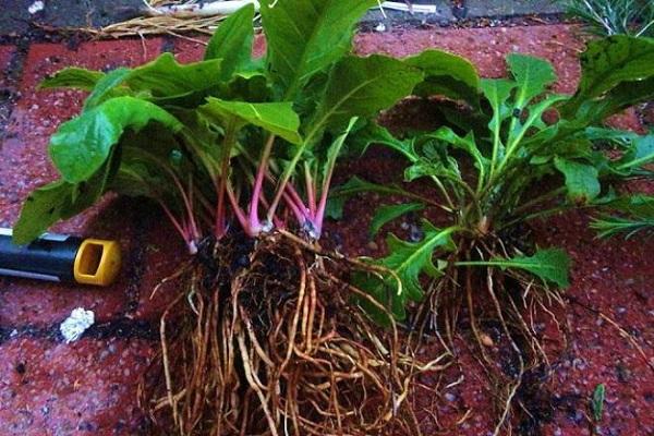 Pflanzentransplantation