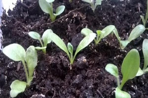 propagation des graines