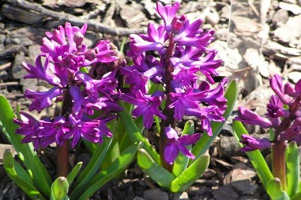 von Kindern verbreiten