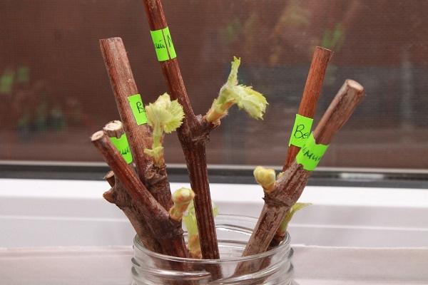 Stecklinge werden vorbereitet