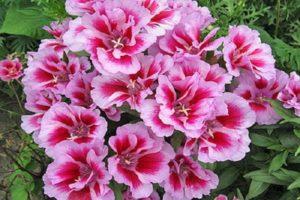 Description de 20 variétés et types de godetia, plantation et entretien en plein champ