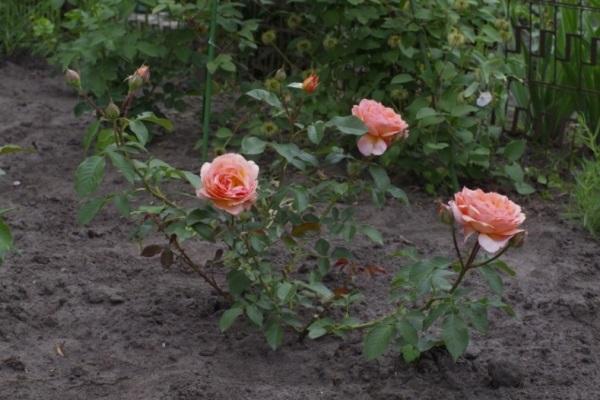 caractéristiques d'atterrissage