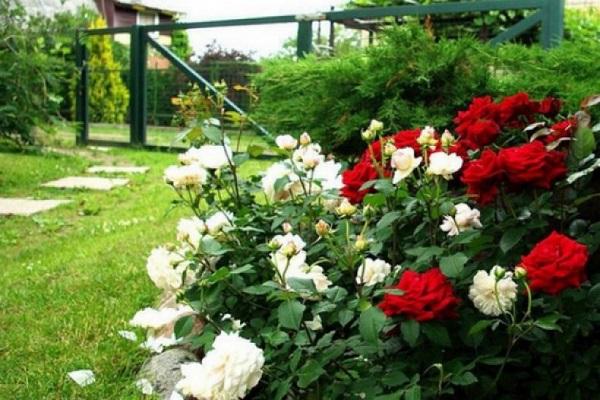 roses de jardin