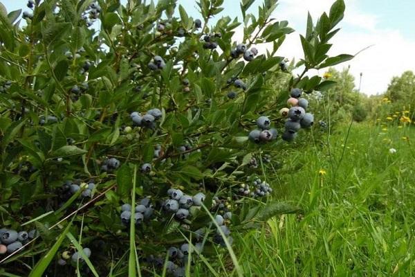 wachsende Sträucher