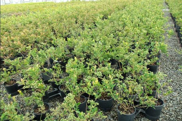 Sämlinge werden vorbereitet