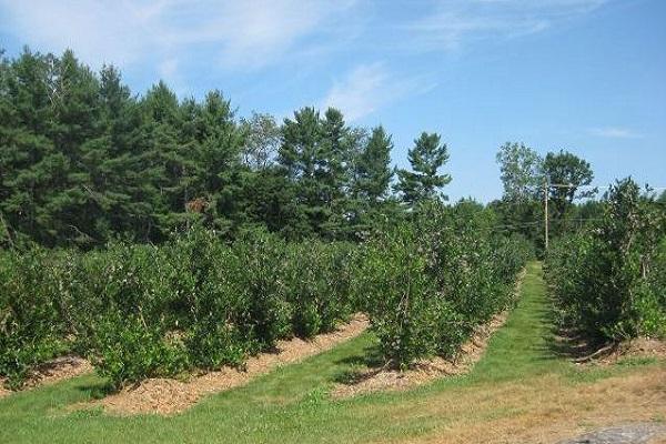 reproduction on site