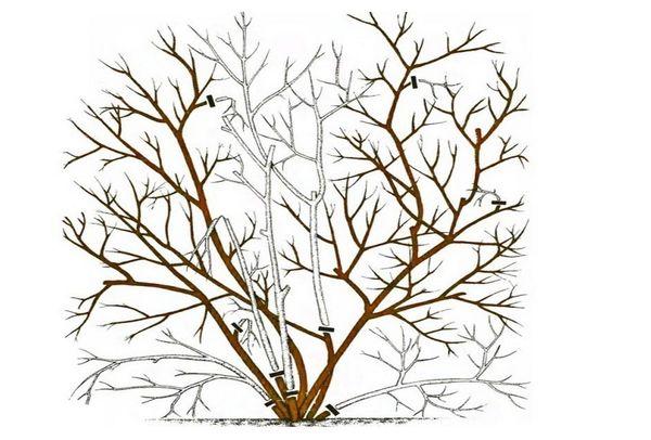 Blaubeeren beschneiden