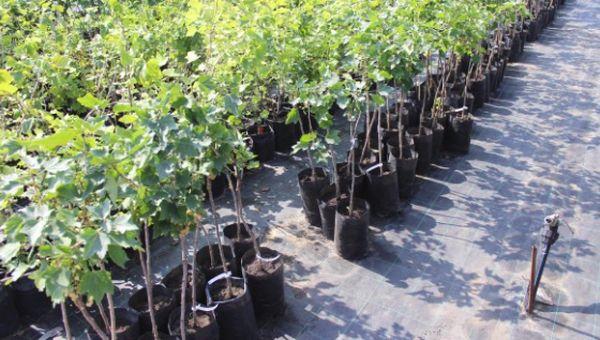 Johannisbeersämlinge