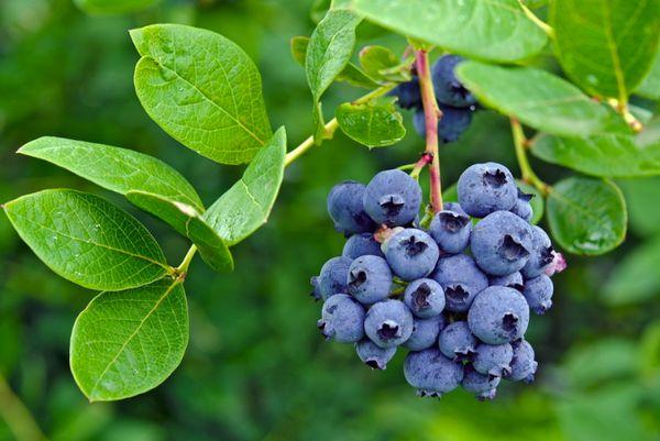 Blaubeer Patriot