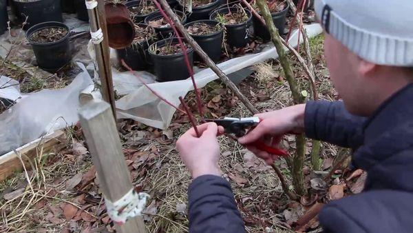 taille des myrtilles