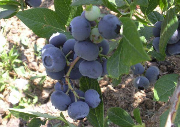 Spartan aux myrtilles