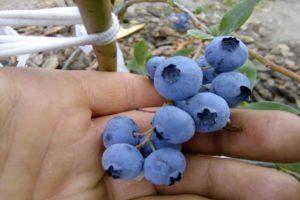 Description and characteristics of the Toro blueberry variety, planting and care rules