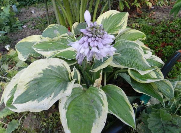 Blumen in einem Blumenbeet