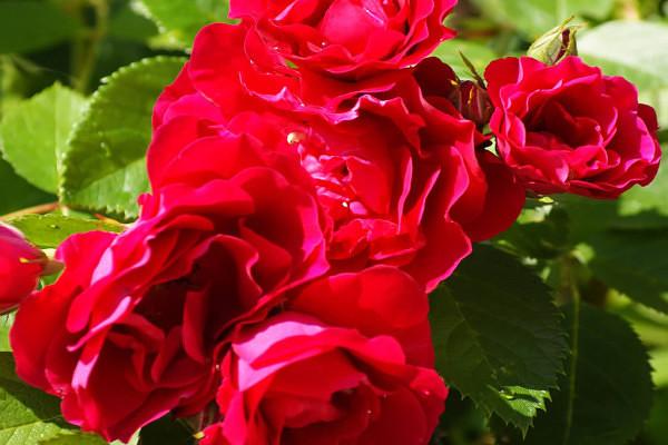 rote Rose