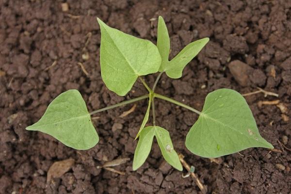 propagation by cuttings