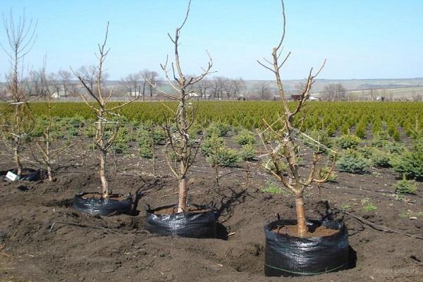 arbres plantés