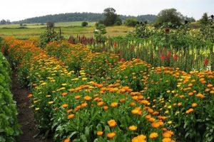 Calendula im Freien pflanzen, wachsen und pflegen