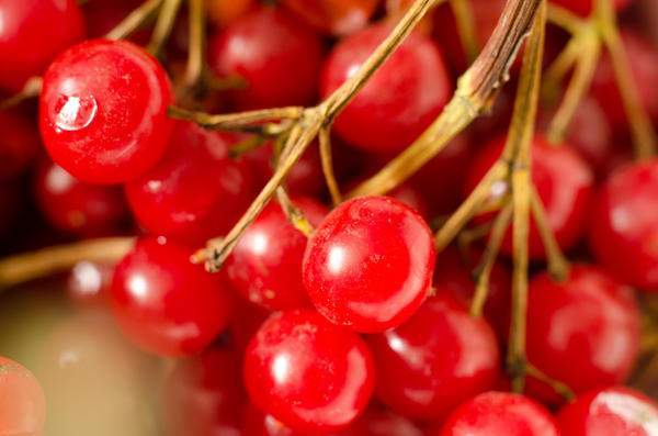 belle branche de viorne