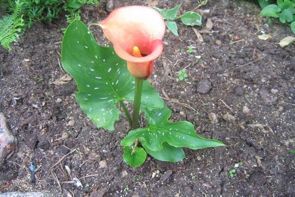 garden calla