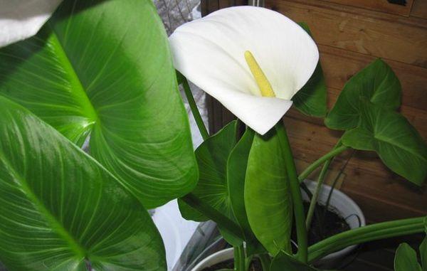 Calla Lilien Knospen