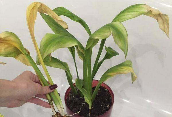 Callalilien wurden gelb