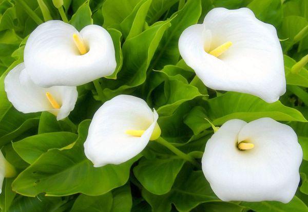 Calla-Lilien