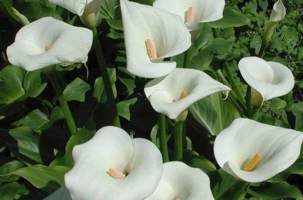 Calla Lilien weiß