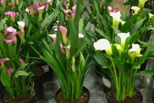Calla-Lilien