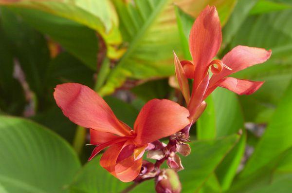 canna indien