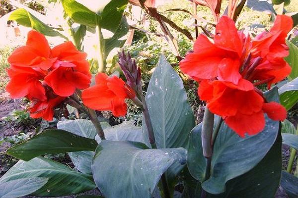jardin canna