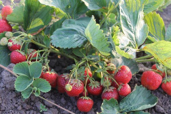 growing strawberries