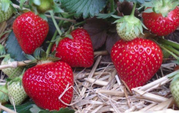mulching strawberries