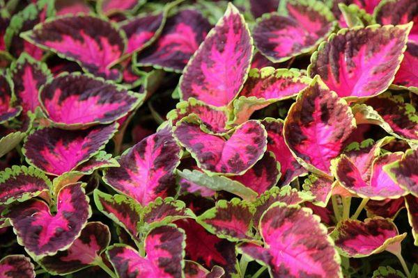Coleus Farbpalette
