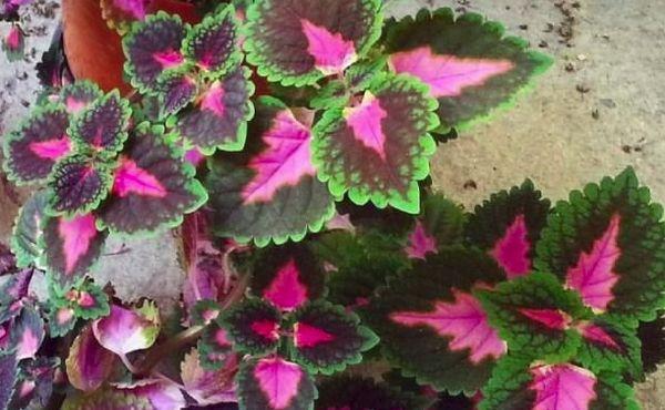 wachsender Coleus