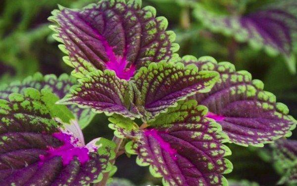 Coleus Samt