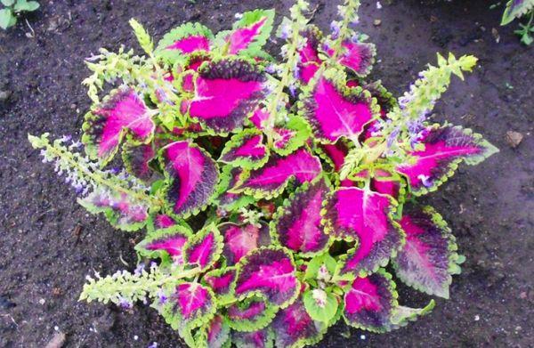 Coleus im Garten