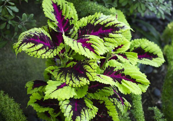 Blume Coleus