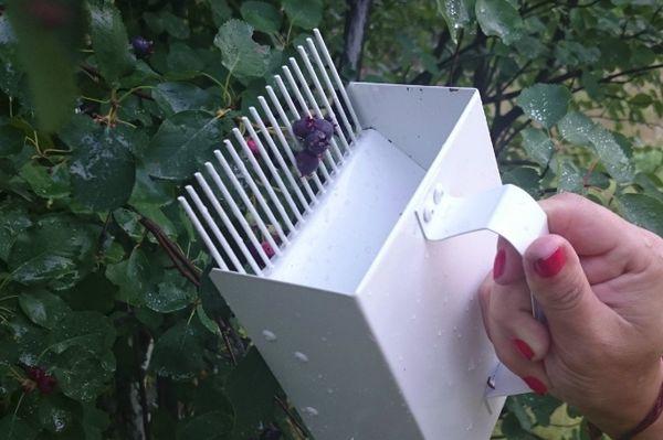 cueillette des baies