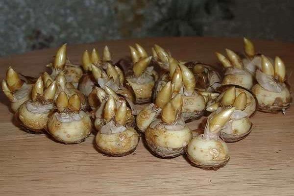 Lagerung von Knollen