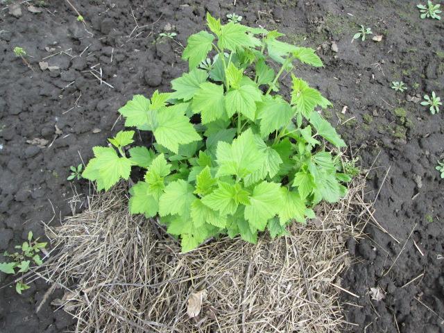 schwarze Johannisbeere