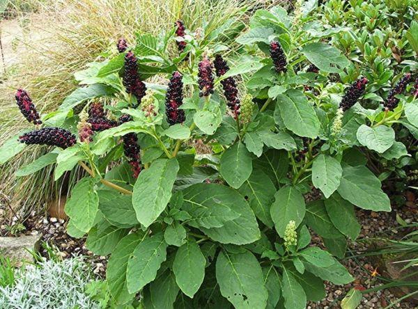 Lakonos kümmern sich